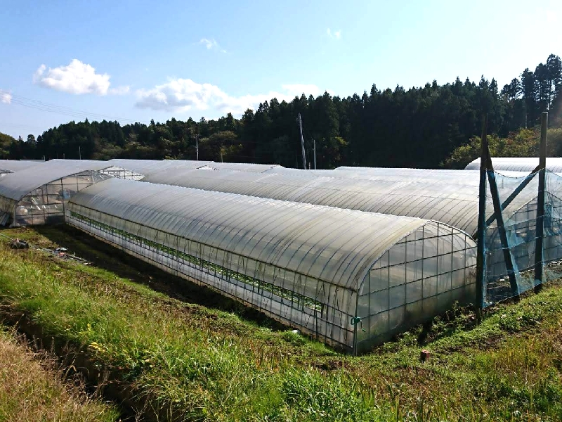 蔵王高原いちご農園